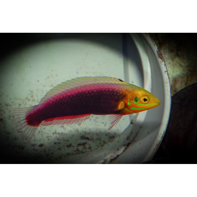 Radiant Wrasse