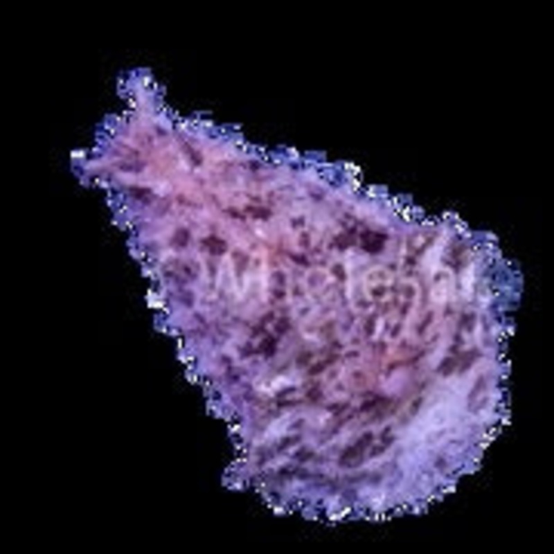 Sea Hare LG