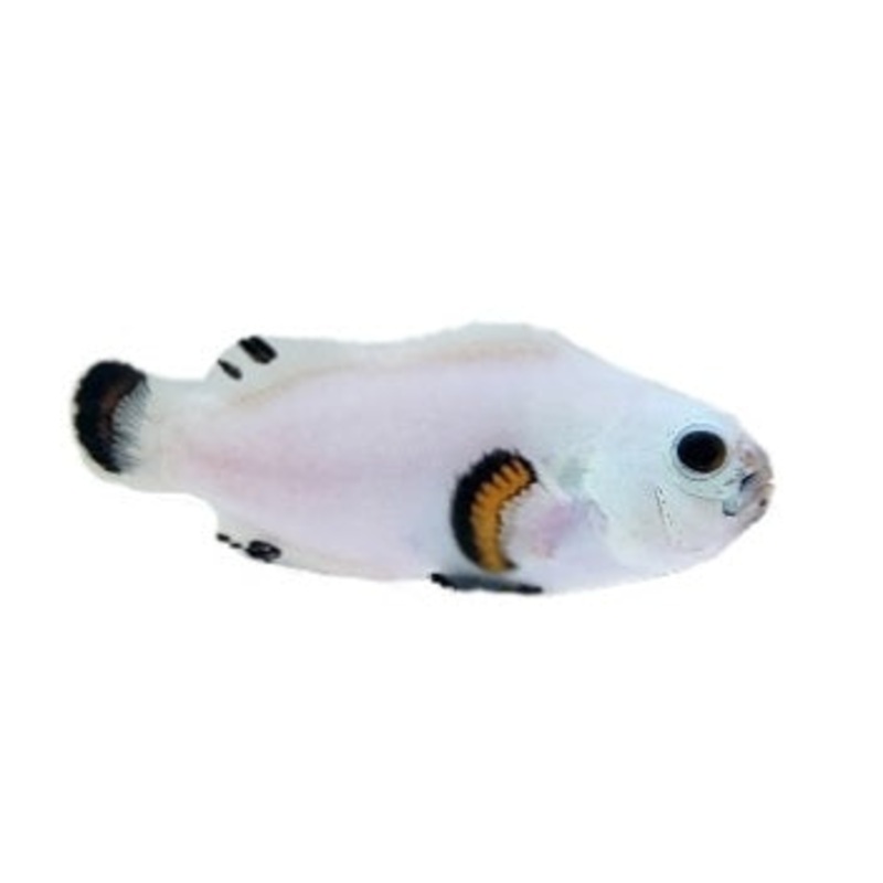 Snow storm clown fish