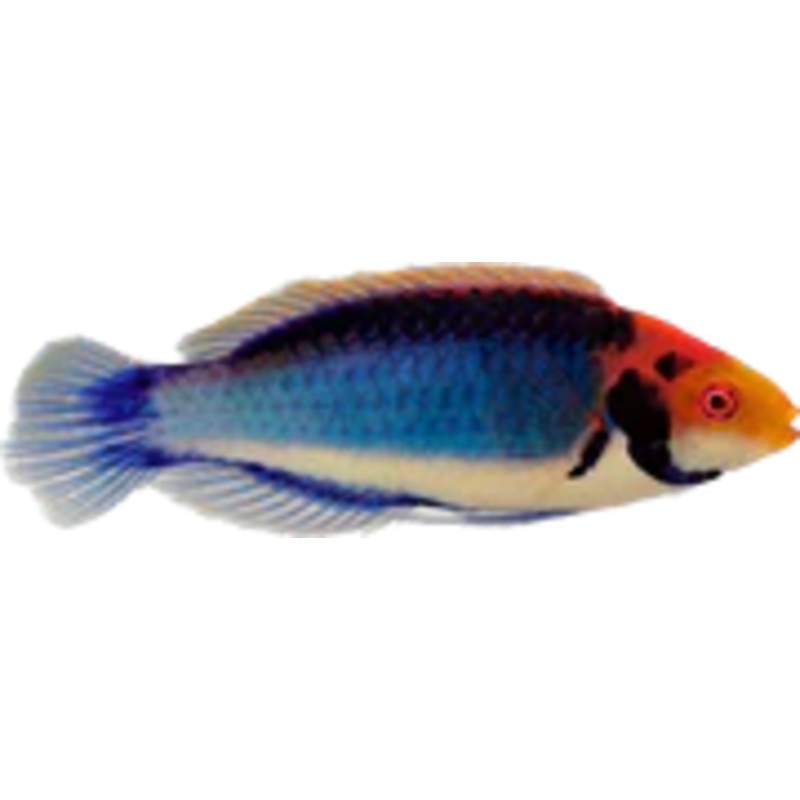 Solar Fairy Wrasse