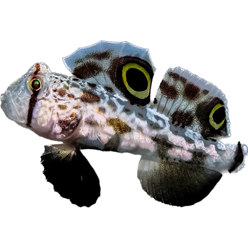 Two Spot Goby