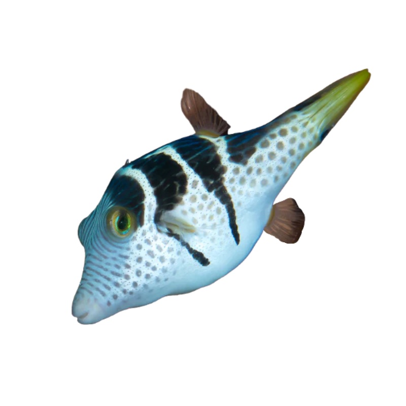 Valentini Puffer