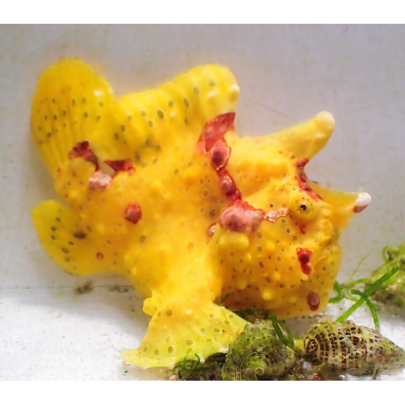 Warty Frog Fish