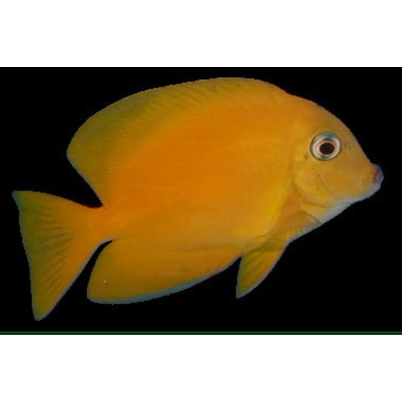 Yellow Bristle Tooth Tang (Blue Eye)