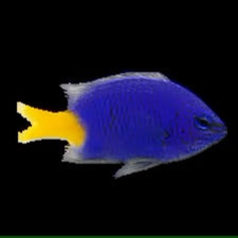 Yellow tail Damsel