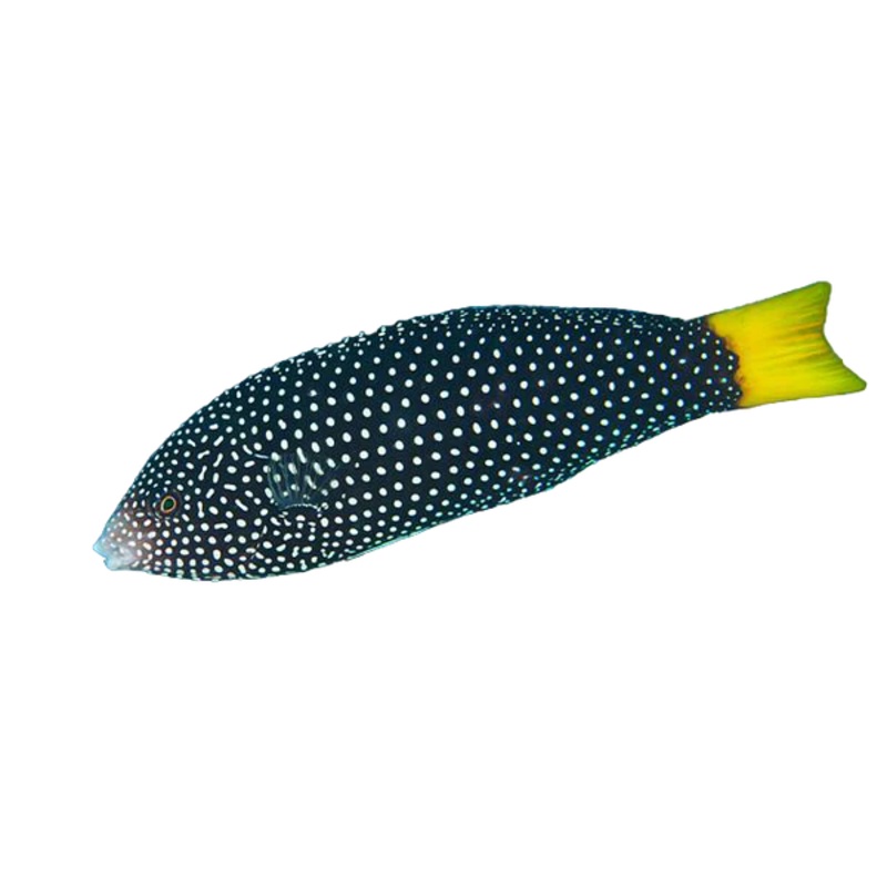 Yellow Tail Tamarin Wrasse