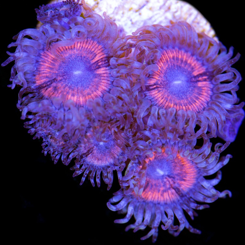 Armor of God Zoanthids