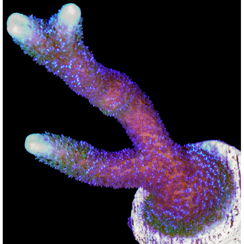 Blue Polyp Montipora Digitata Coral