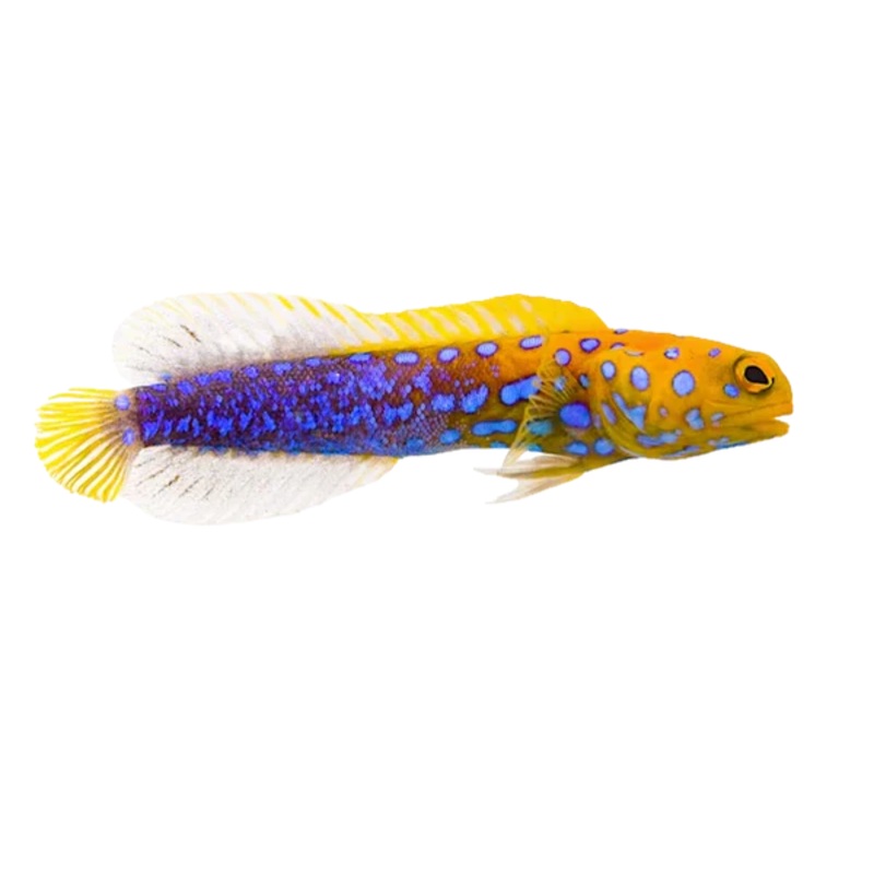 Blue Spot Jawfish