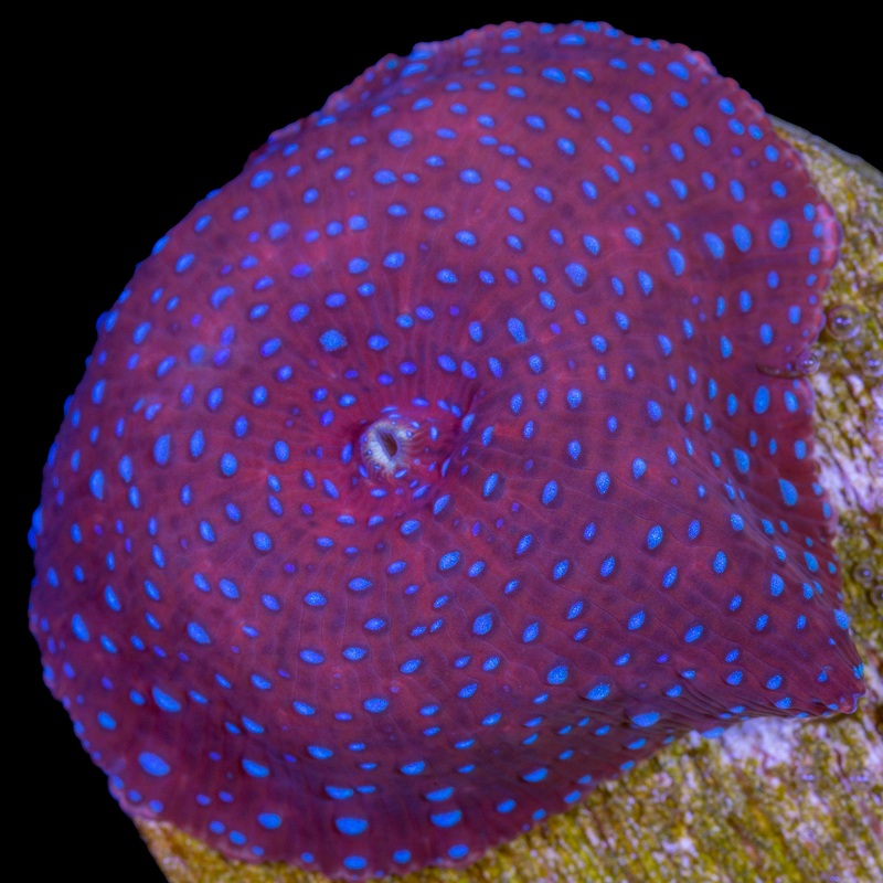 Blue Spotted Red Mushrooms
