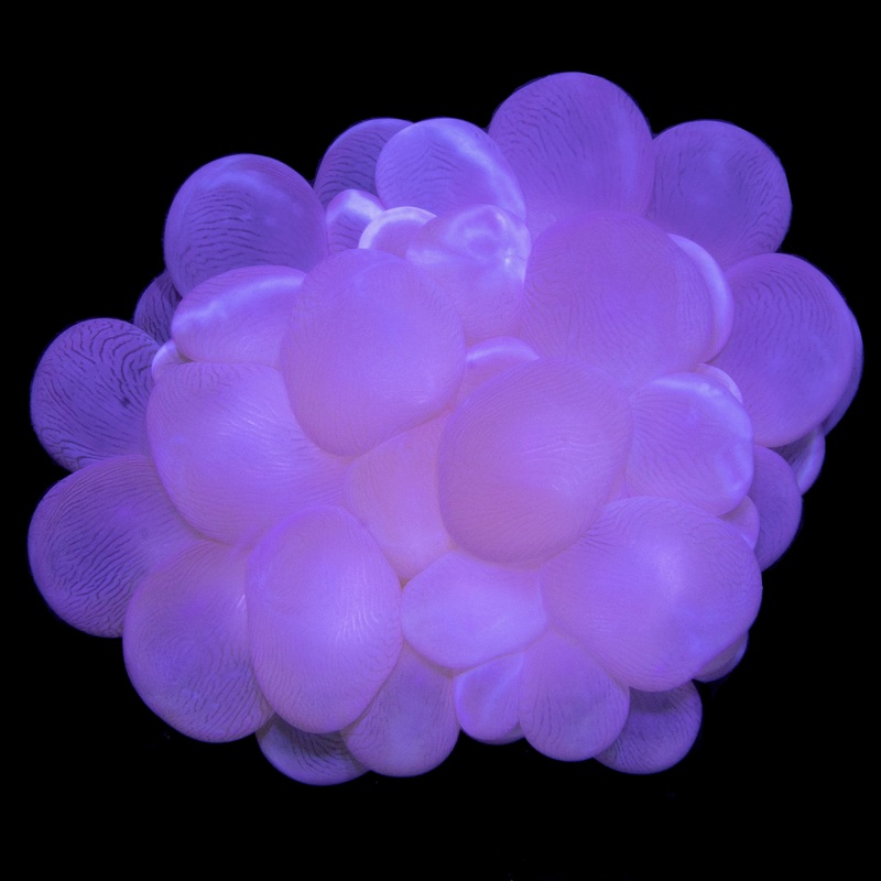 Bubble Coral