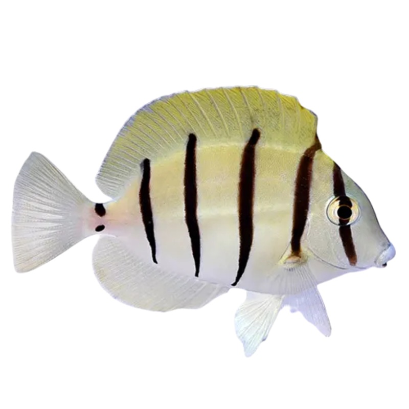 Convict Tang