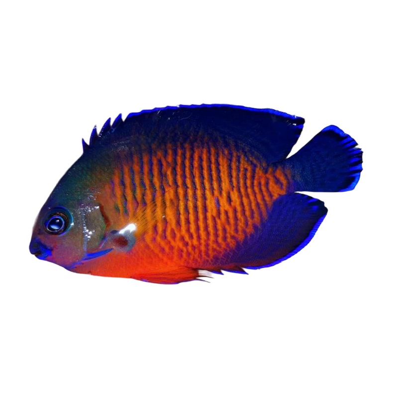 Deep Water Coral Beauty Angel sm