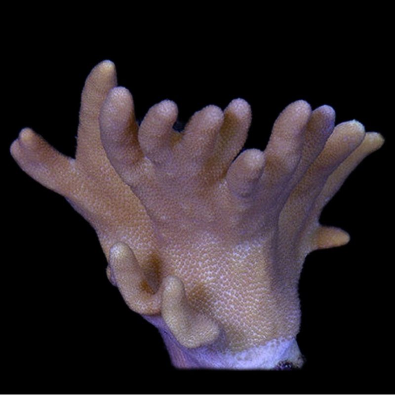 Devils Hand Leather Coral