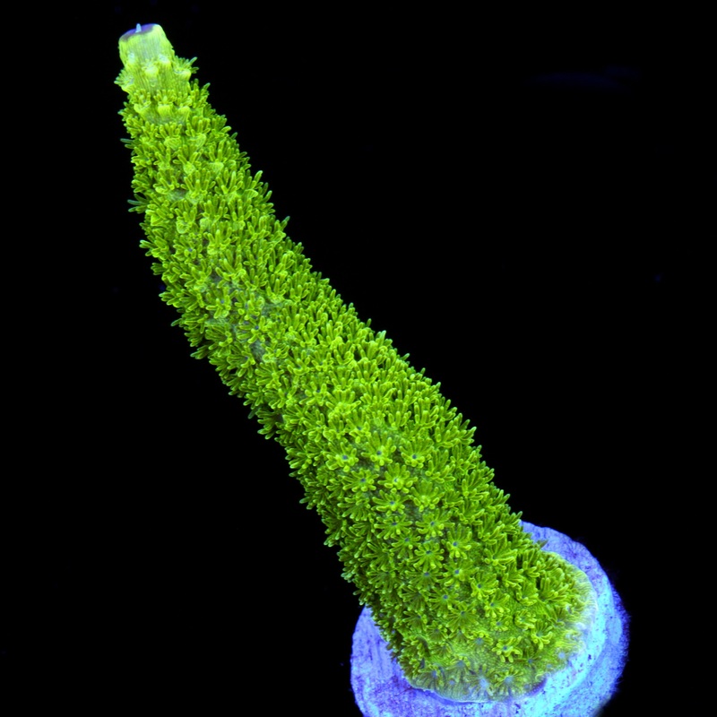 Electric Green Staghorn Acropora Coral