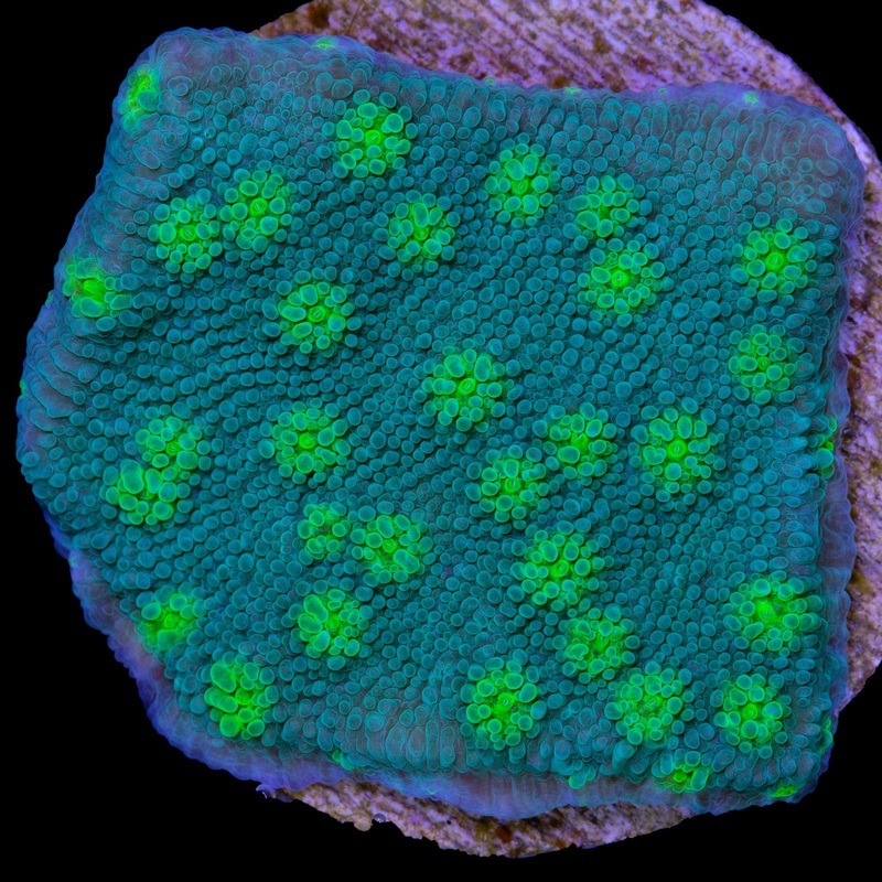 Firefly Echinopora Coral