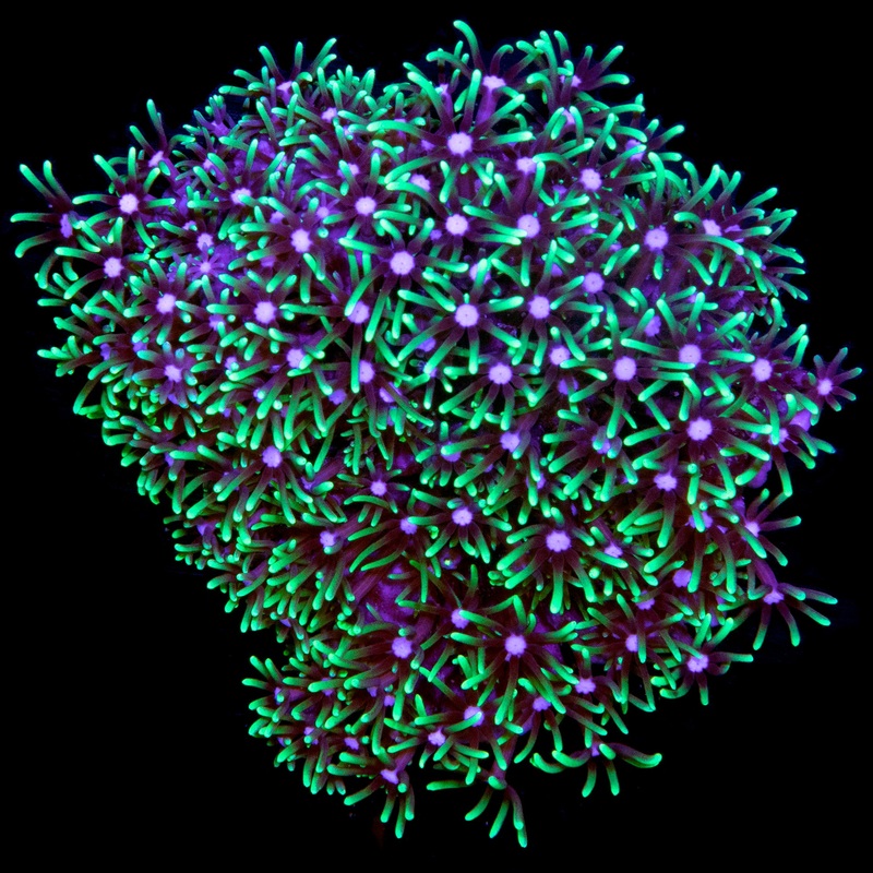 Fluorescent Green Star Polyps