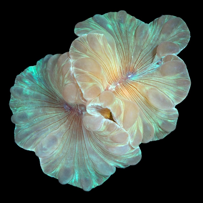 Fox Coral