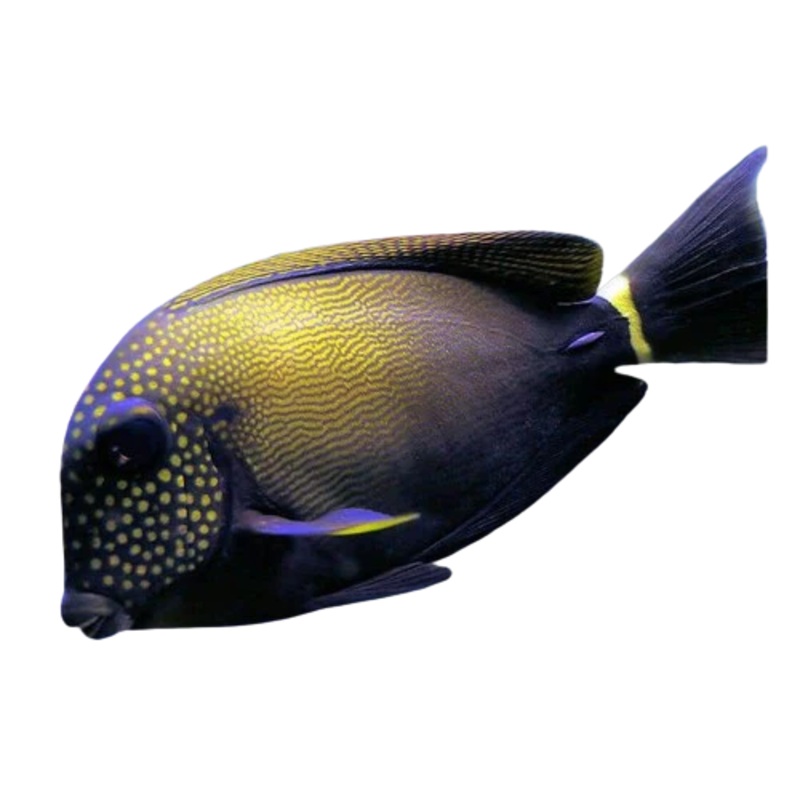 Freckeld Tang LG