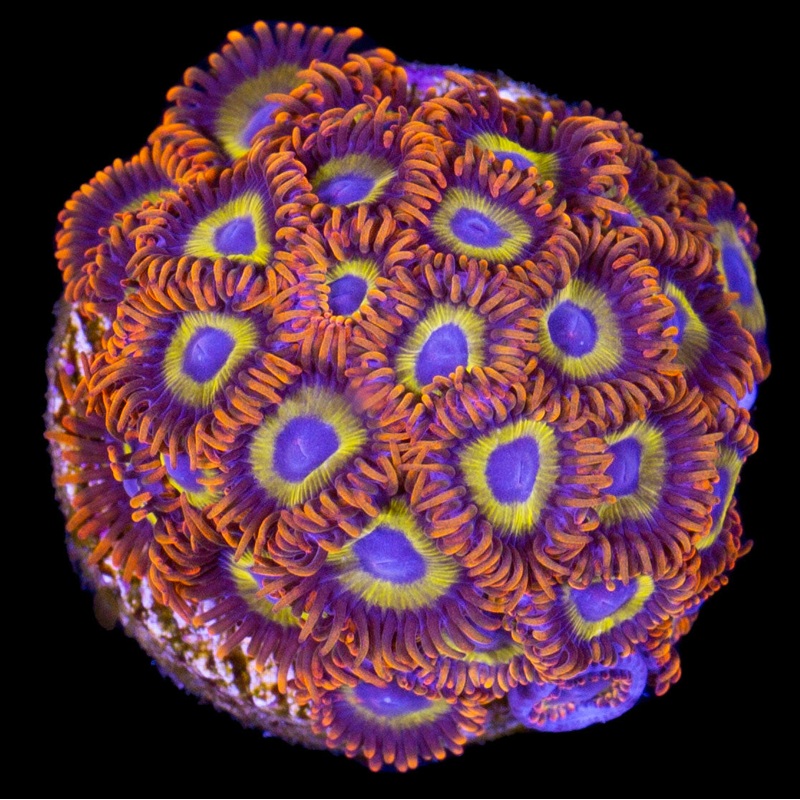 Fruit Loop Zoanthid Coral