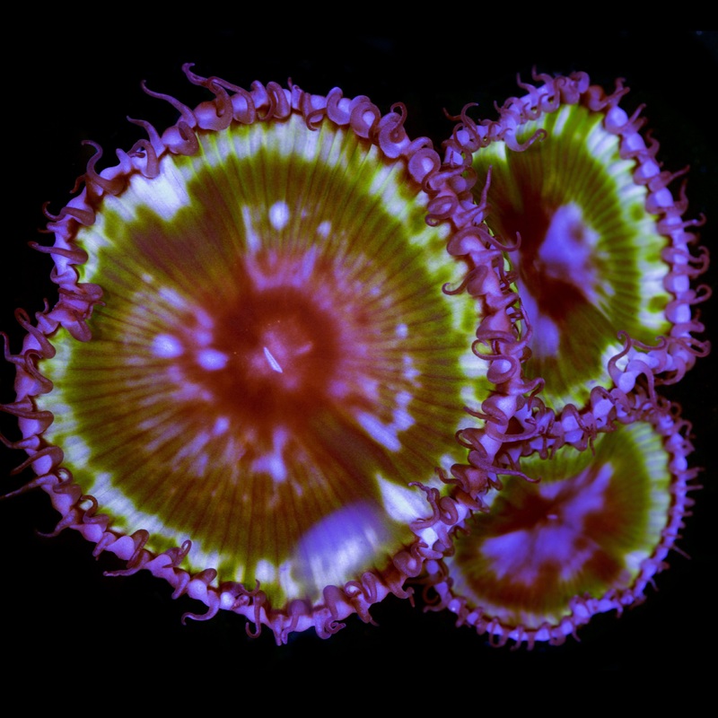 Grandis Palythoa