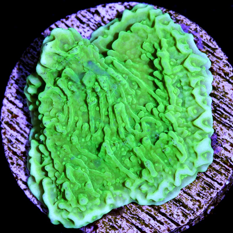 Green Apple Cap Montipora Coral