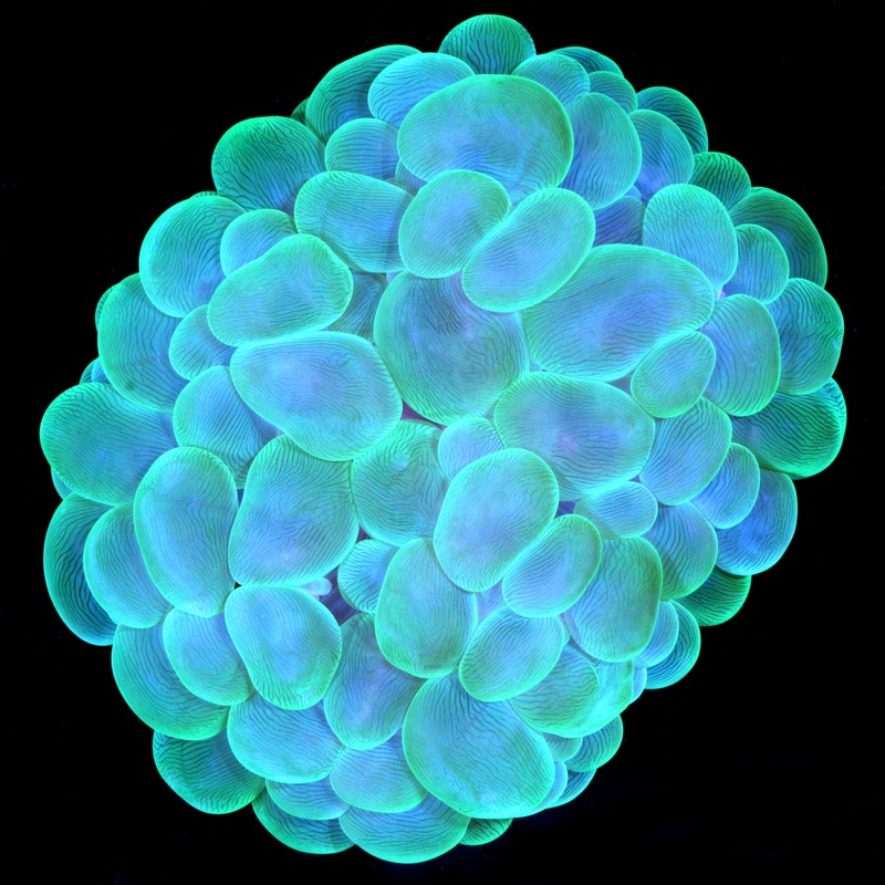 Green Bubble Coral