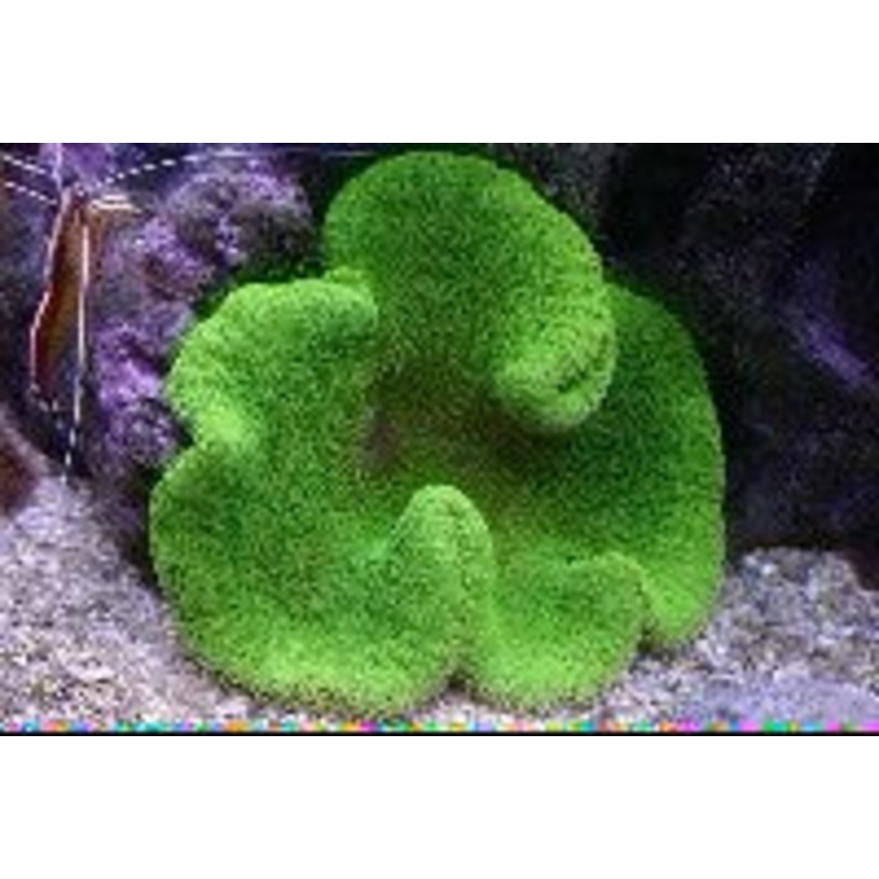 Green Carpet Anemone