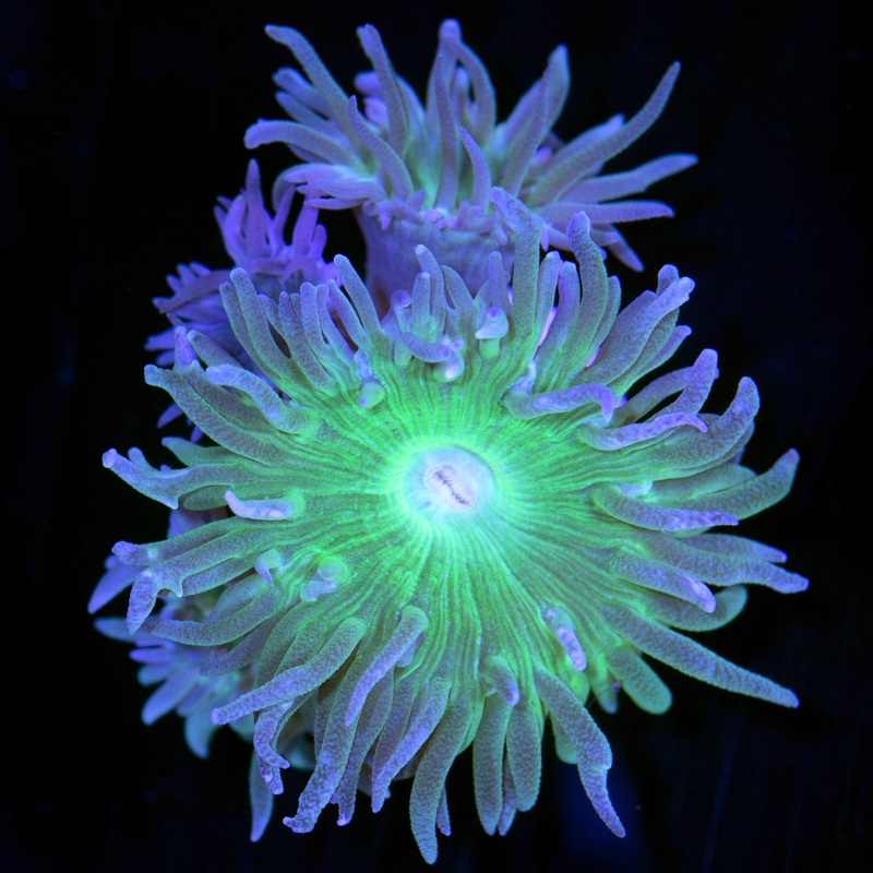 Green Duncan Coral