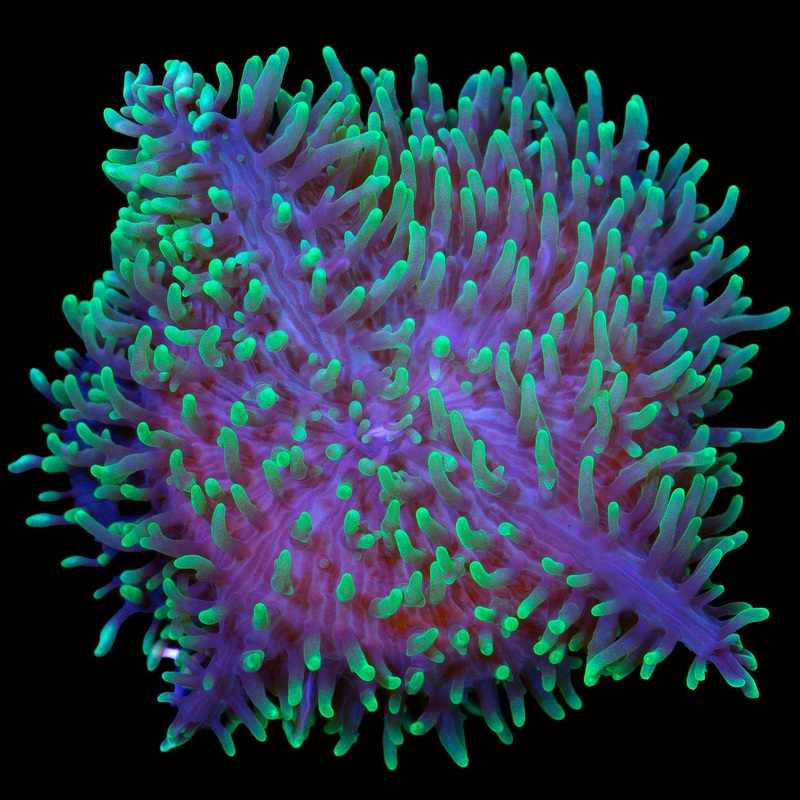 Hairy Mushrooms