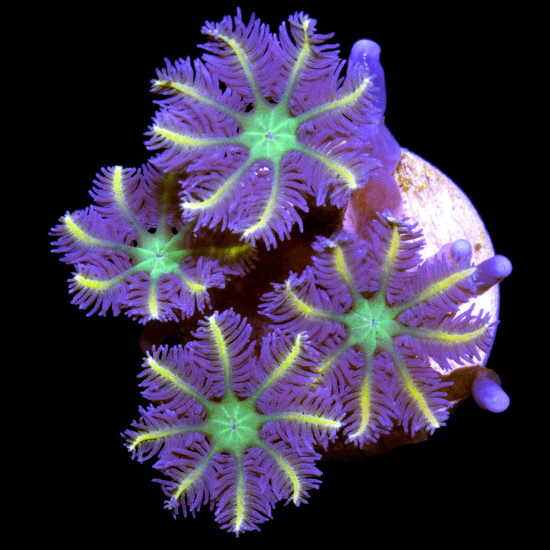 Highlight Clove Polyps