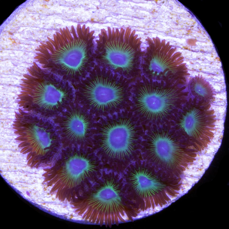 Hulk Zoanthids