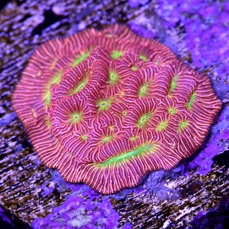 Jack-O-Lantern Leptoseris Coral