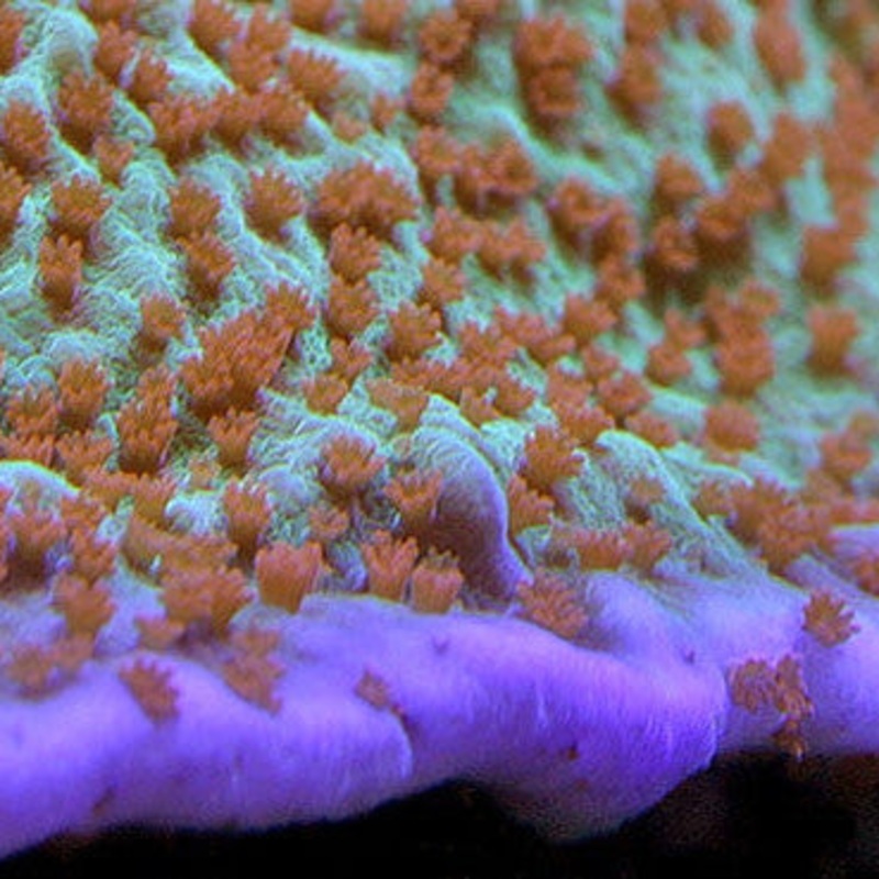 Jedi Mind Trick Montipora Undata Coral