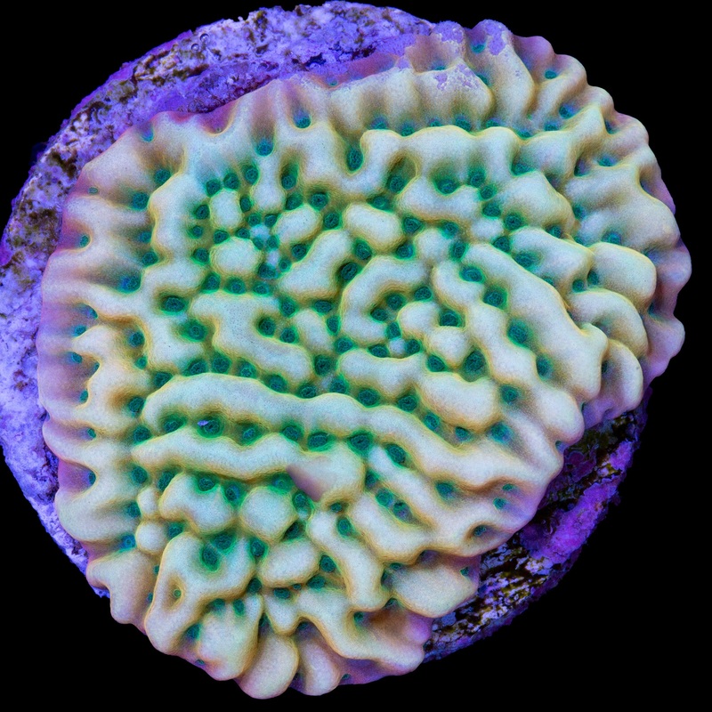 JF Beach Bum Montipora Coral