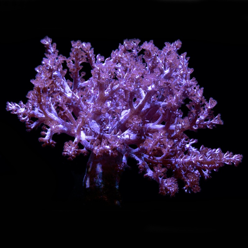 Kenya Tree Coral