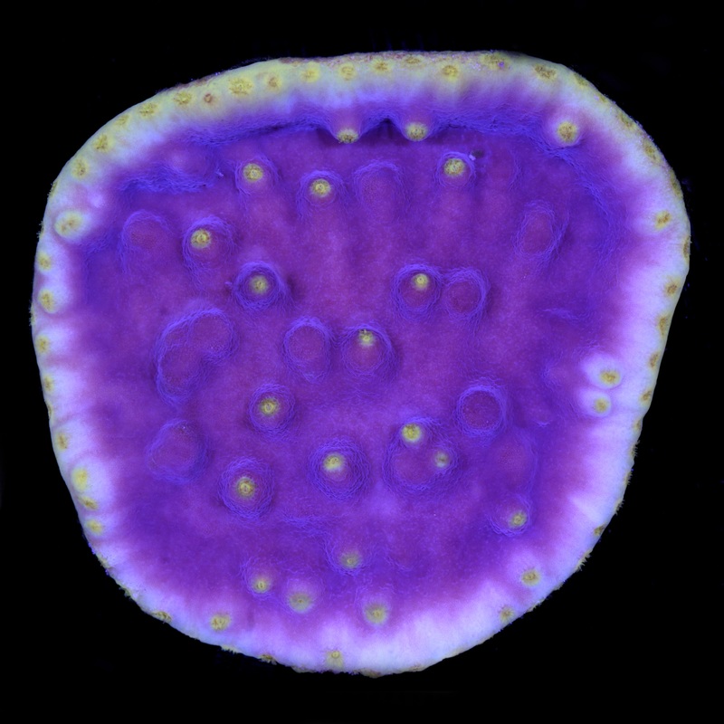 Lakers Scroll Coral
