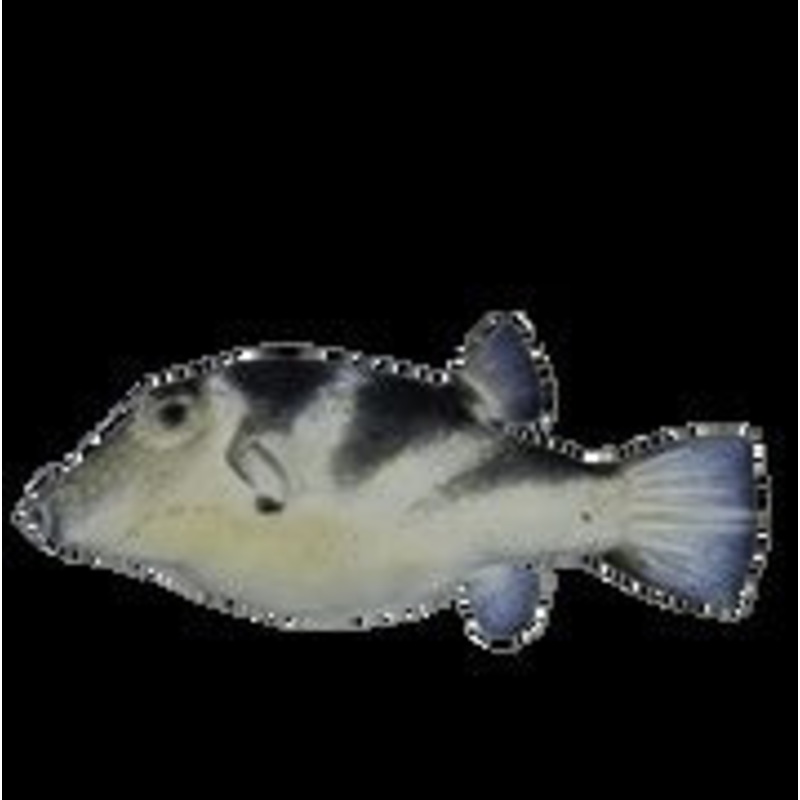 Longnose Puffer