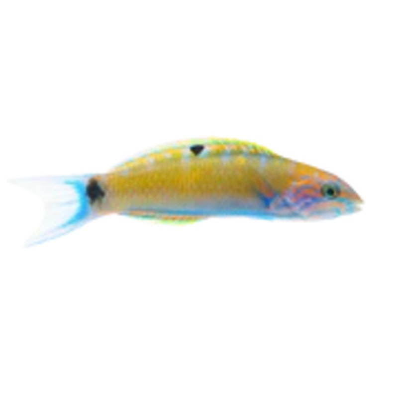 Lunar Wrasse