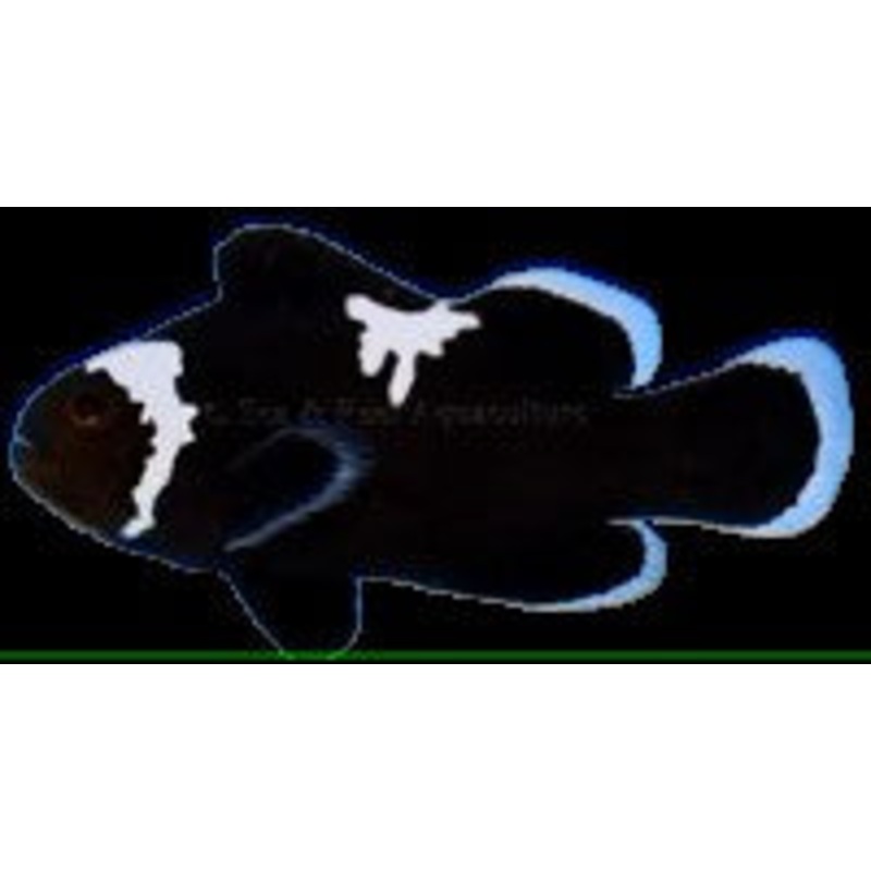 Midnight Lightning Clownfish