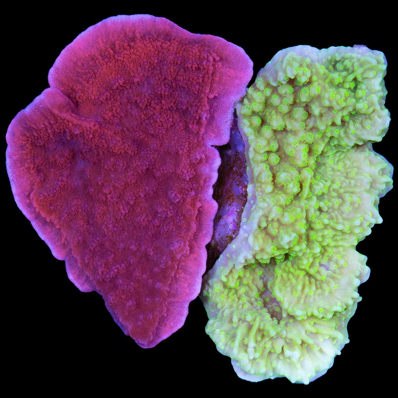 Montipora Capricornus Coral Combo