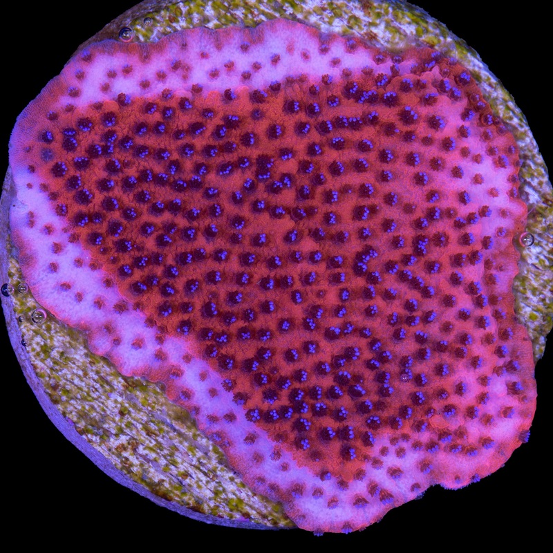Mystic Sunset Montipora Coral