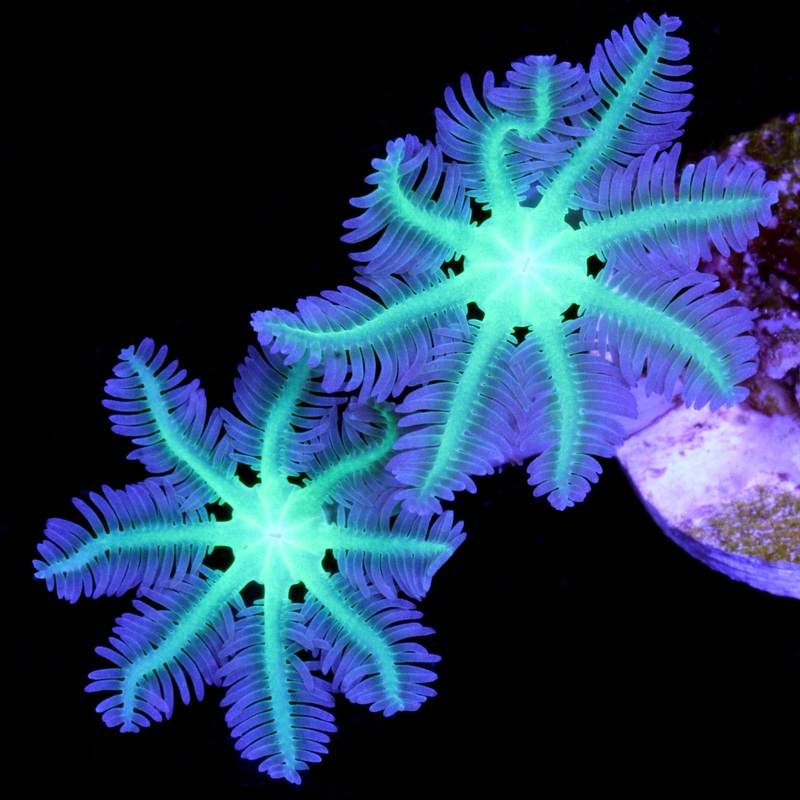 Neon Clove Polyps
