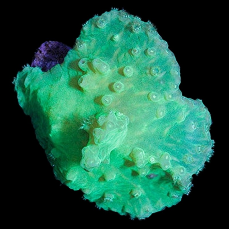 Neon Green Cabbage Leather Coral