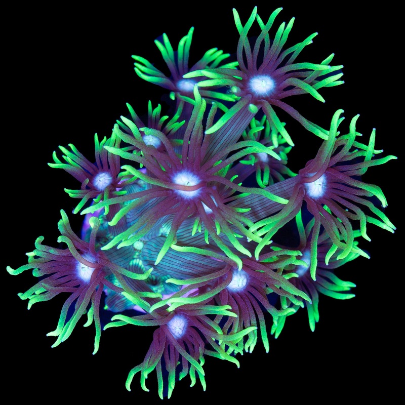 Neon Green Flowerpot Coral