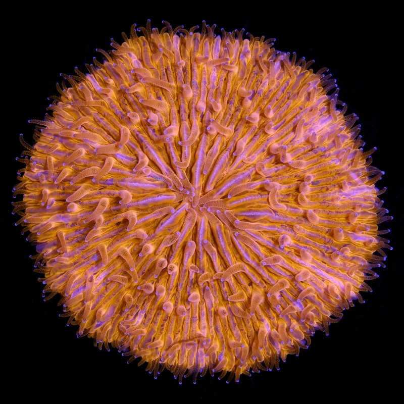 Orange Fungia Plate Coral