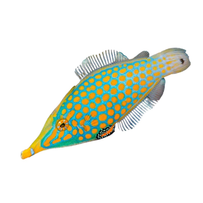 Orange spot Filefish