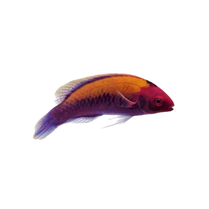 OrangeBack Fairy Wrasse