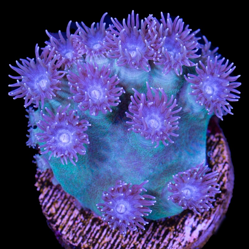Pagoda Cup Coral