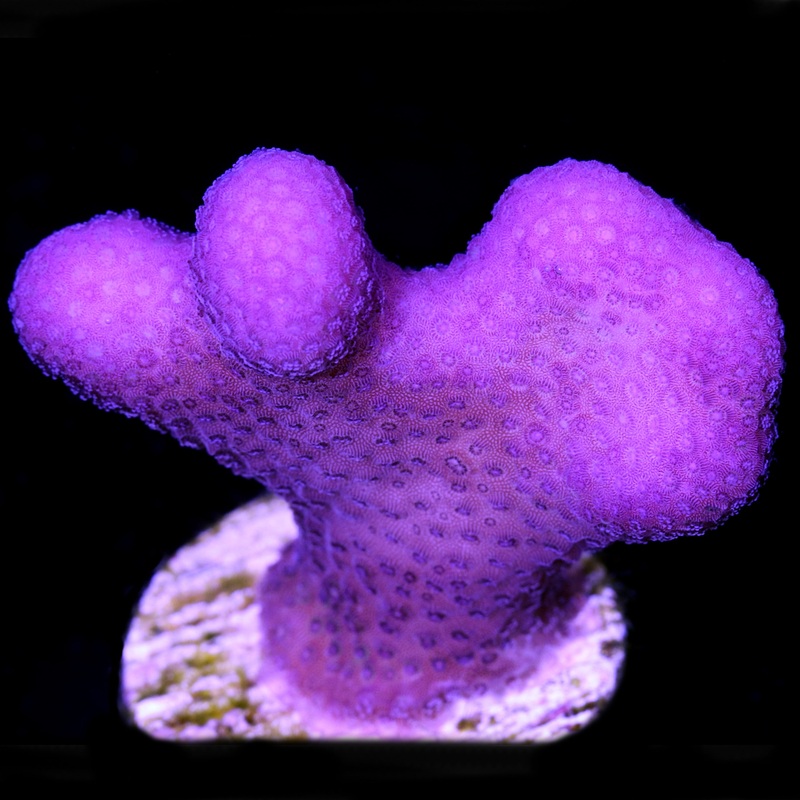Pink Stylophora Coral